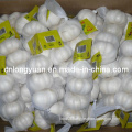 Fresh Garlic From Factory in Jinxiang